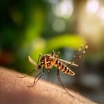 Chikungunya : faut-il s'inquiéter d'une hausse des cas en France métropolitaine ?